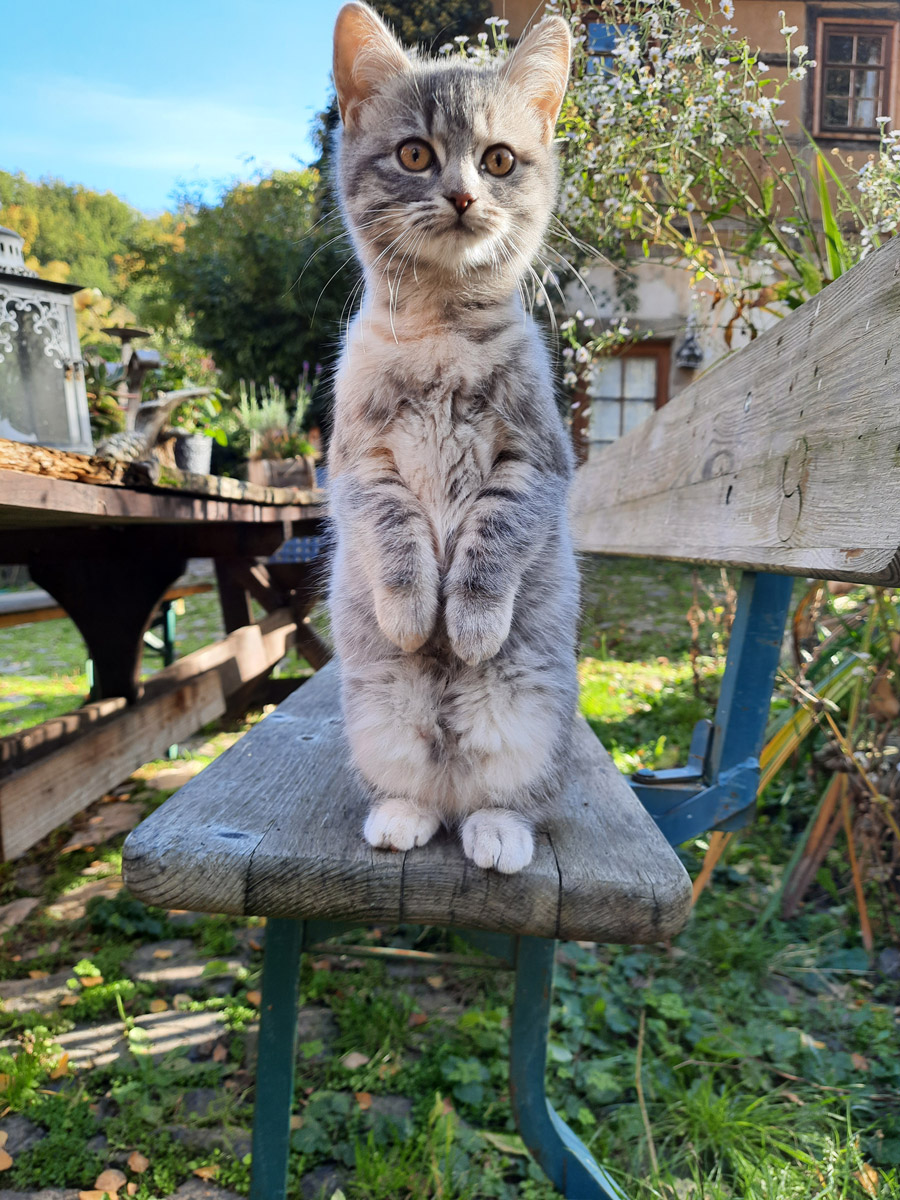 Eine kleine Katze steht auf einer Sitzbank neugierig auf den Hinterpfoten. Natürliches Umfeld im Grünen und blauer Himmel.